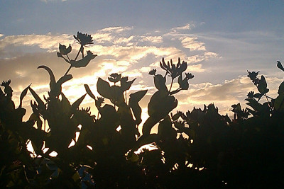 金银花背后的夕阳剪影