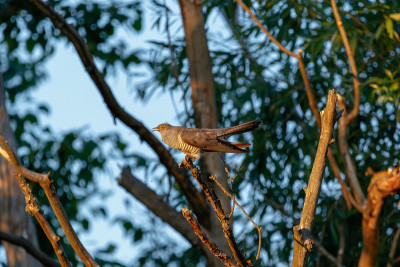 普通杜鹃(Cuculus canorus)。