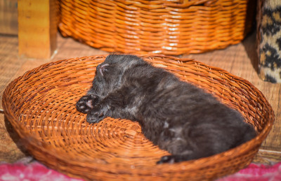 小猫