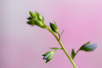 一种多年生草本开花植物