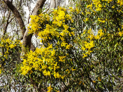 Echuca,维多利亚,澳大利亚