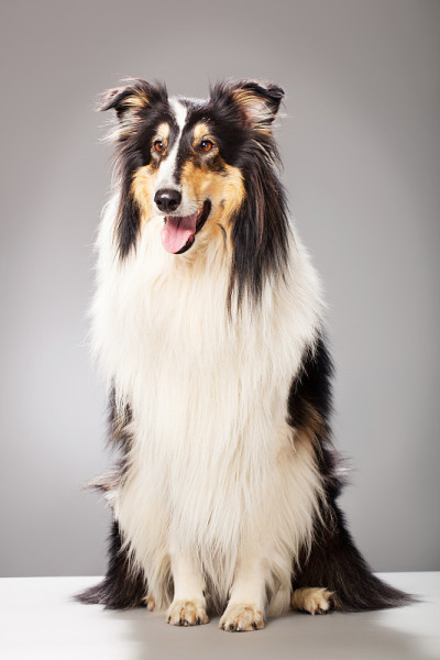 牧羊犬的肖像