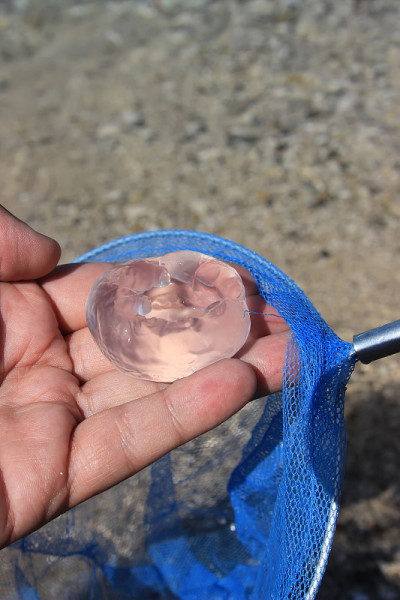 海月水母在手