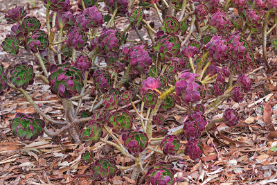 紫色的树，在绿色与紫色的尖端的Aeonium arboreum