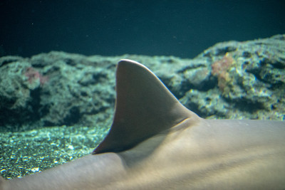 Dorsal fin of a Largetooth sawfish