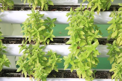 利用水培技术种植罗勒