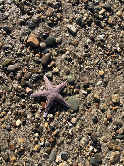 粉红色的海星