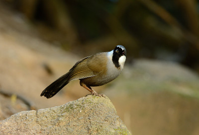 包括黑laughingthrush