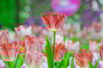 美丽的粉红色和红色郁金香花在花园里模糊的背景