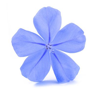 铅华花