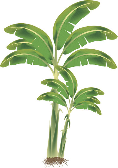 香蕉树