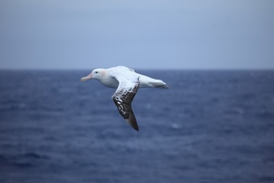 Albatros