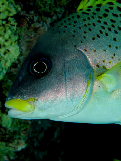 斑痕sweetlips