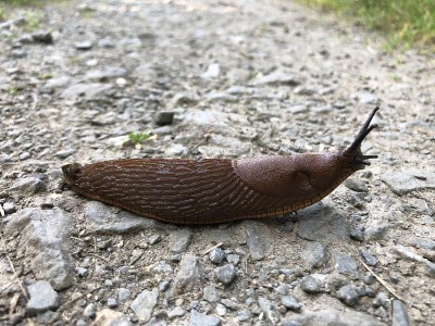裸鳃动物爬过土路