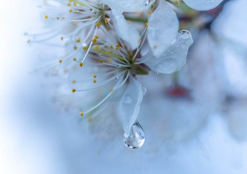 完美的雨