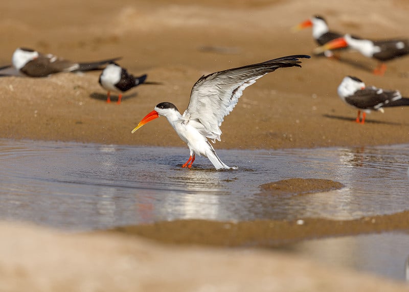 印度Skimmer - Keoladeo国家公园，Bharatpur，印度。