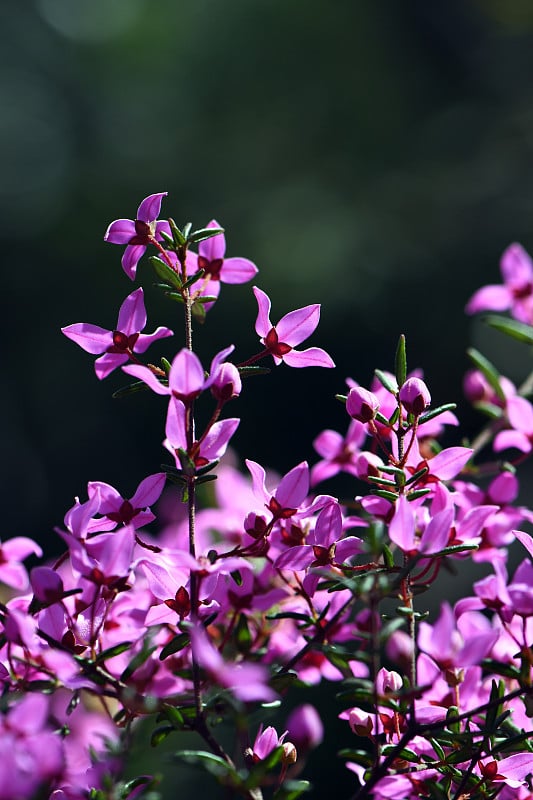 澳大利亚本地的玫瑰花叶，芸香科，生长在悉尼林地的背光粉红色花