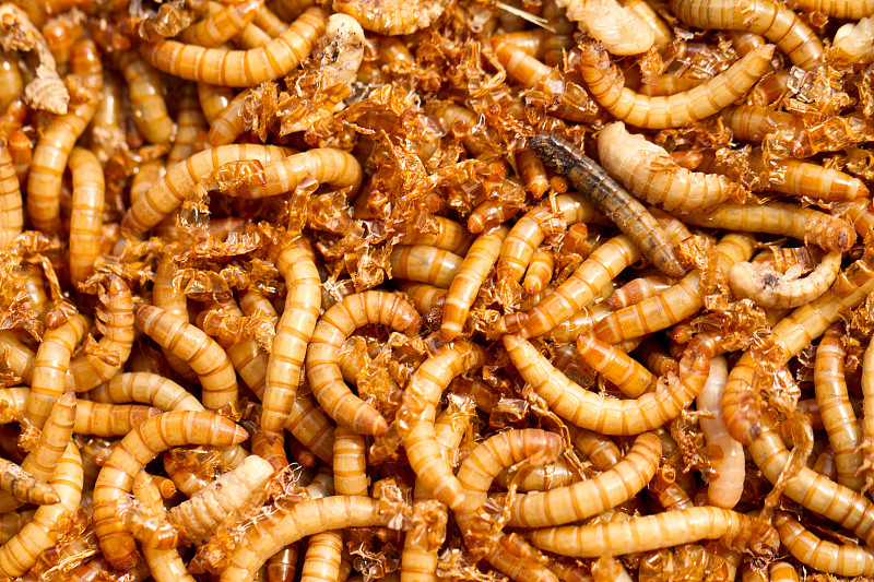 食虫