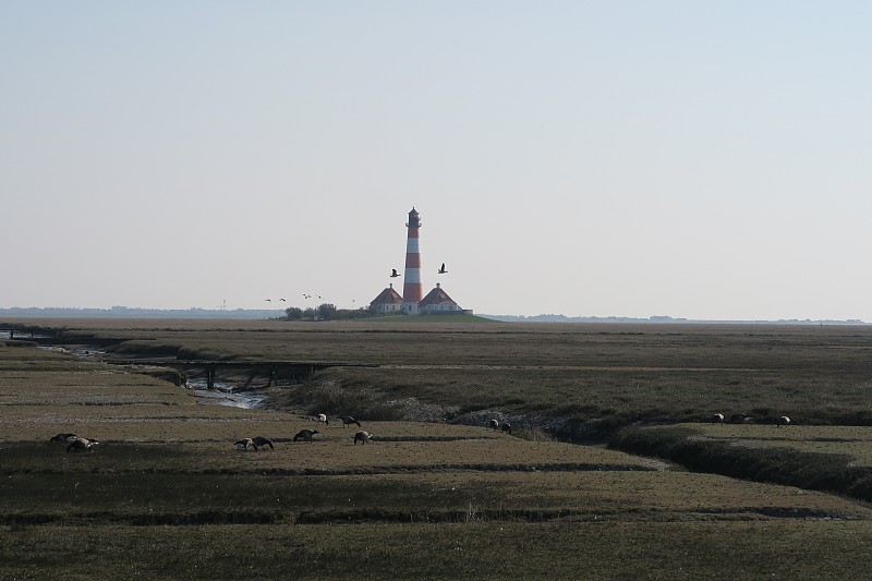 加拿大鹅(Branta canadensis)在盐沼在韦斯特赫弗斯和灯塔前