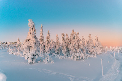 夕阳下的雪景，芬兰拉普兰冬天结冰的树木