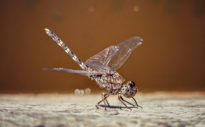 蜻蜓