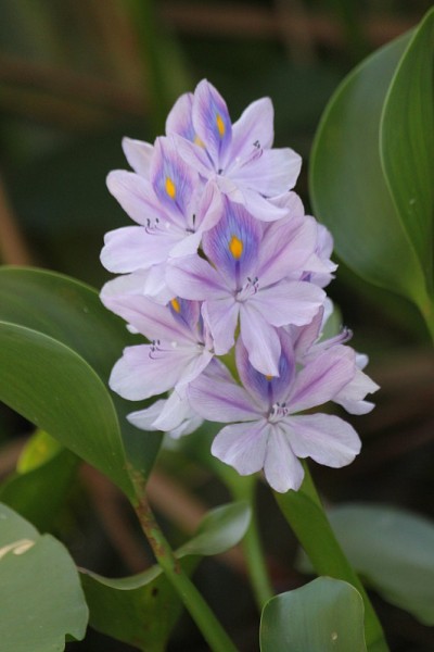 水葫芦花