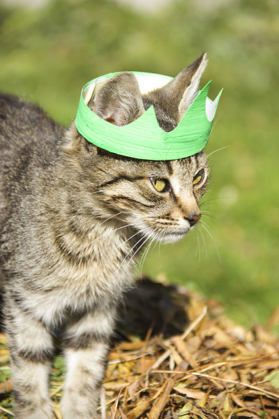 猫与冠