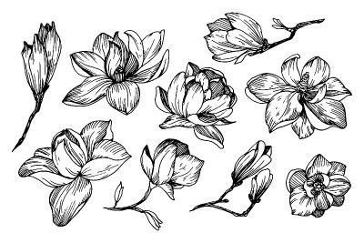 Magnolia flowers in engraving style