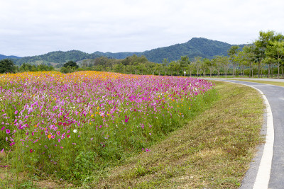 在泰国清莱省的乡村花园里，宇宙花的粉红色模糊的云背景和黄色