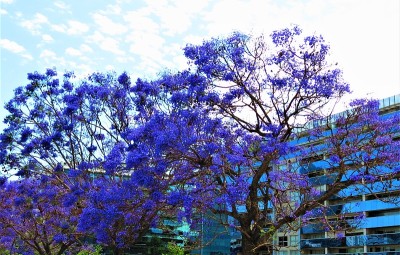 花树和花楼。