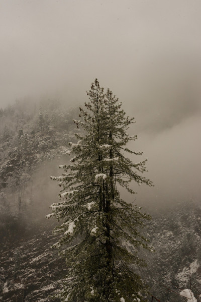 冬天的风景。树和干草植物在雪中。白雪覆盖的山脉在模糊的背景中。