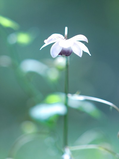 森林仙女虾