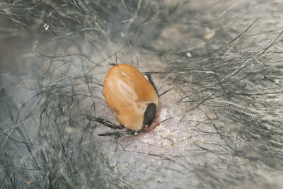 蜱虫捕食猫，高度近距离放大