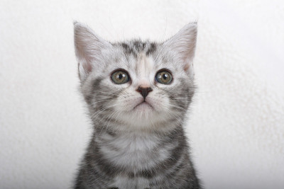美国短毛猫