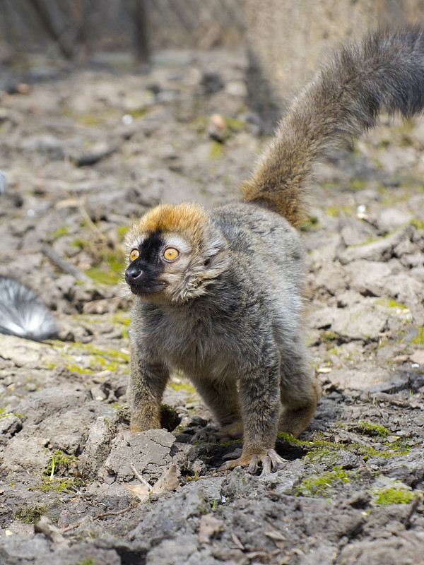 红狐猴(Eulemur rufus)