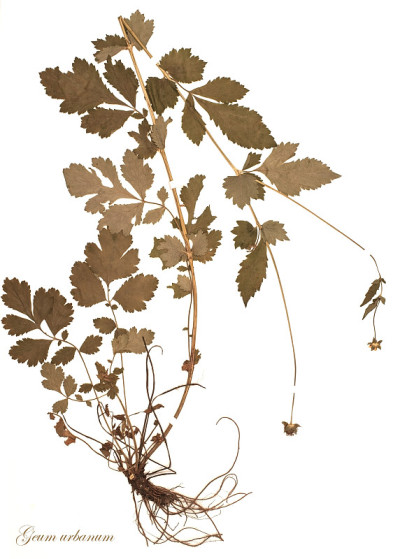 干植物-金柑