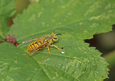 普通黄蜂(Vespula vulgaris)