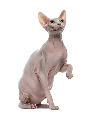 Sphynx开了