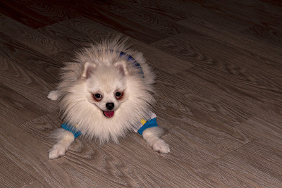 狗