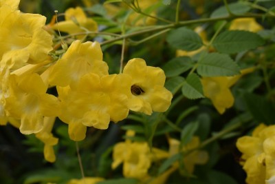 夏末的蜜蜂2