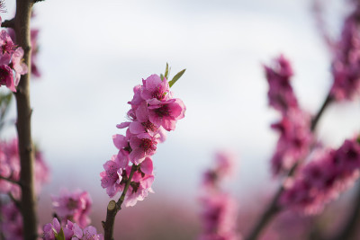 樱花，樱花，樱花树。