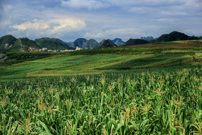 中国贵州的玉米地