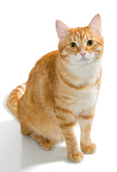 美丽的橙色的猫