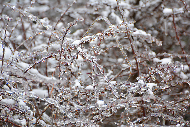 春季解冻后的冰川。小檗的树枝上覆盖着冰雪。树枝上挂着冰柱。