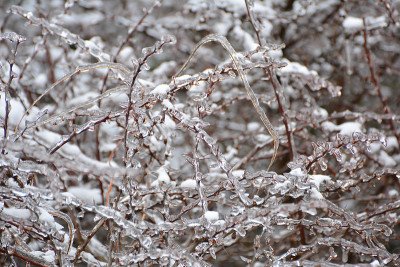 春季解冻后的冰川。小檗的树枝上覆盖着冰雪。树枝上挂着冰柱。