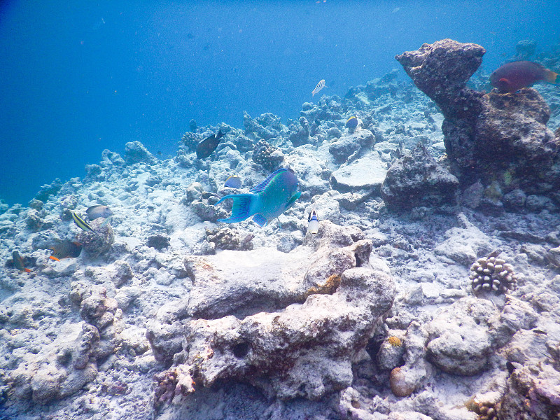 浮游生物及热带鱼