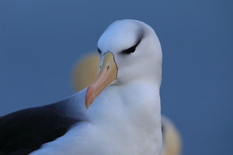 白眉信天翁(Thalassarche melanophris)或德国Mollymawk Helgol