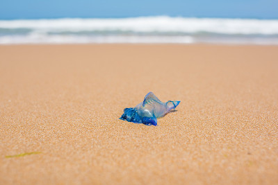 蓝色的瓶子水母在柔软的海浪的沙滩上