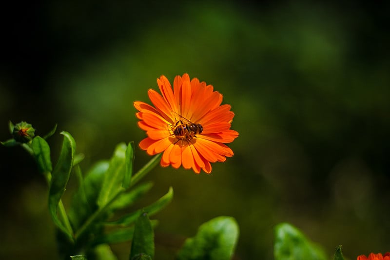 蜜蜂在orangeflower