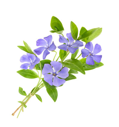 在白色上孤立的长春花，小的长春花